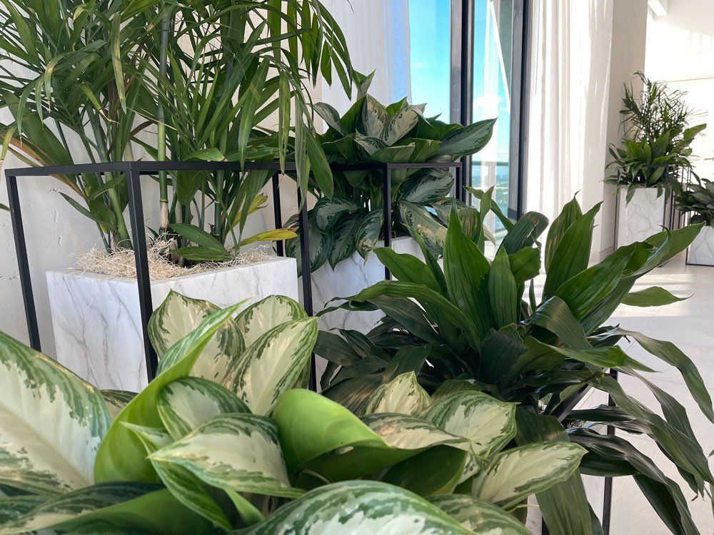 There are many different types of plants in the room.