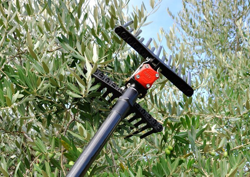 Un rastrello è appoggiato davanti a un ulivo.