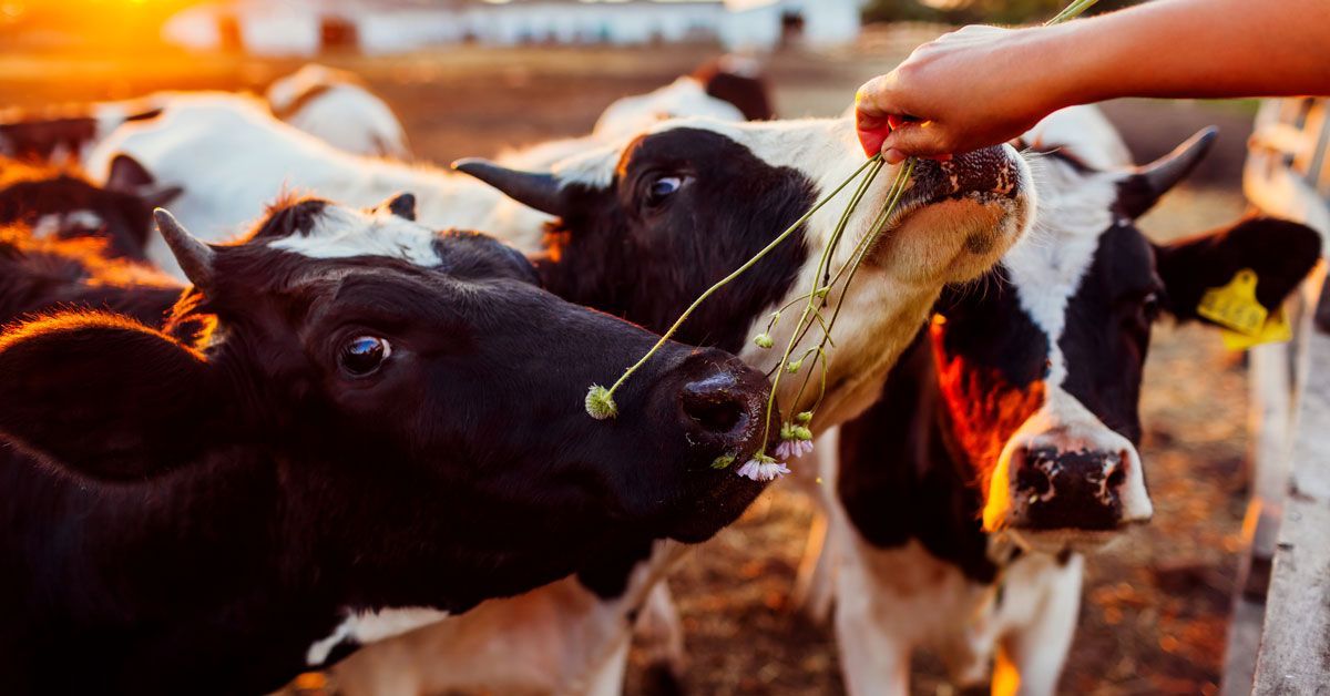 Una persona sta dando da mangiare a una mandria di mucche con un bastone.