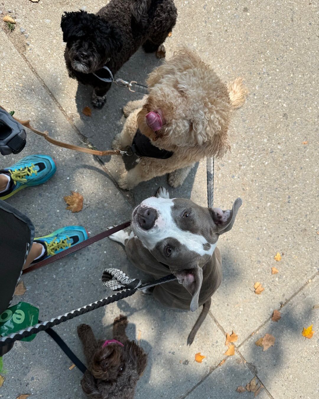 Four dogs on leashes, looking up. One pitbull, two poodles, and one small brown dog, on a sidewalk.