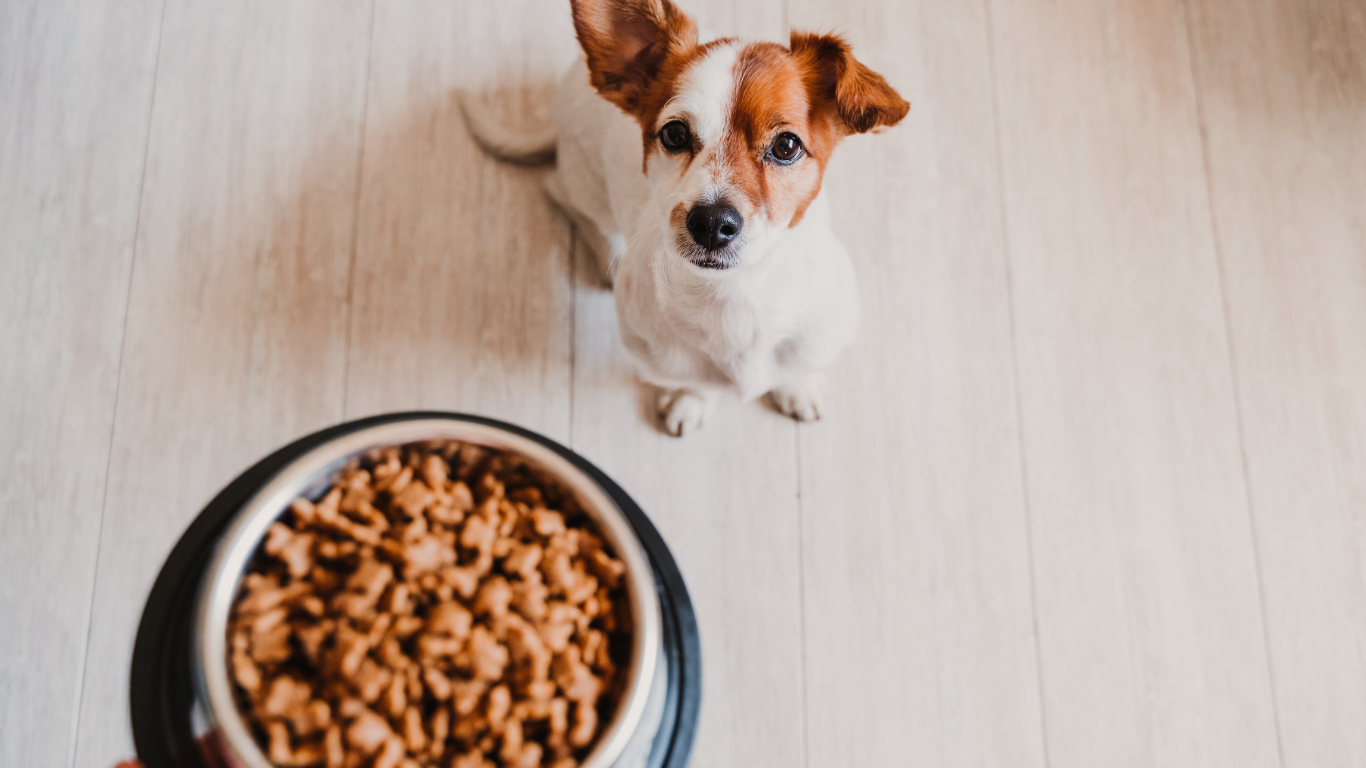 Dog sits expectantly near a food bowl filled with kibble on a light wood floor.
