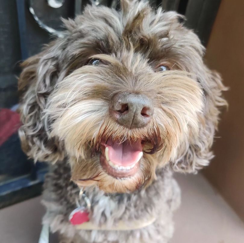 Brown dog with curly fur and a smiling expression, open mouth, pink tongue.