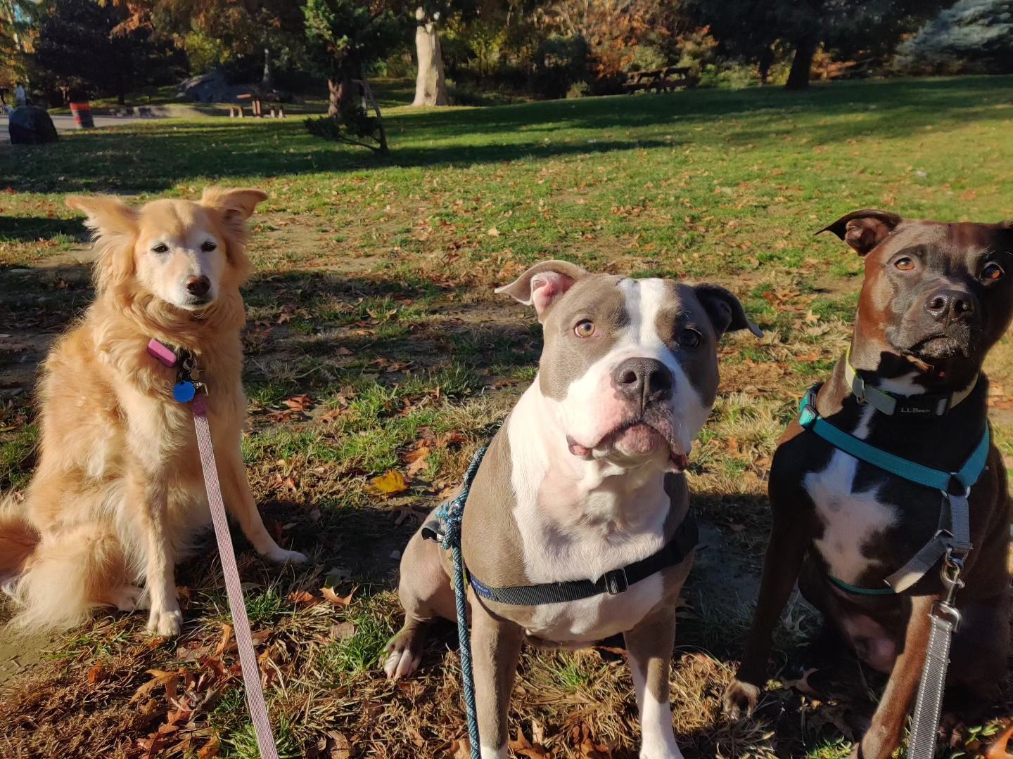 Three dogs on leashes sit in a grassy park, brown, gray, and tan fur, facing camera.