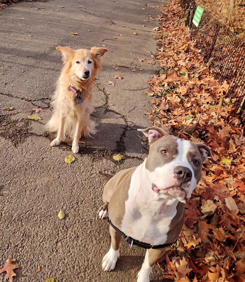 Two dogs on a path, one golden sitting, one gray and white standing, with autumn leaves alongside.