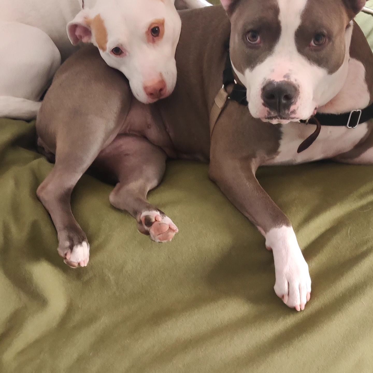 Two pit bull dogs, one grey and white, the other white with brown spots, resting on a green surface.