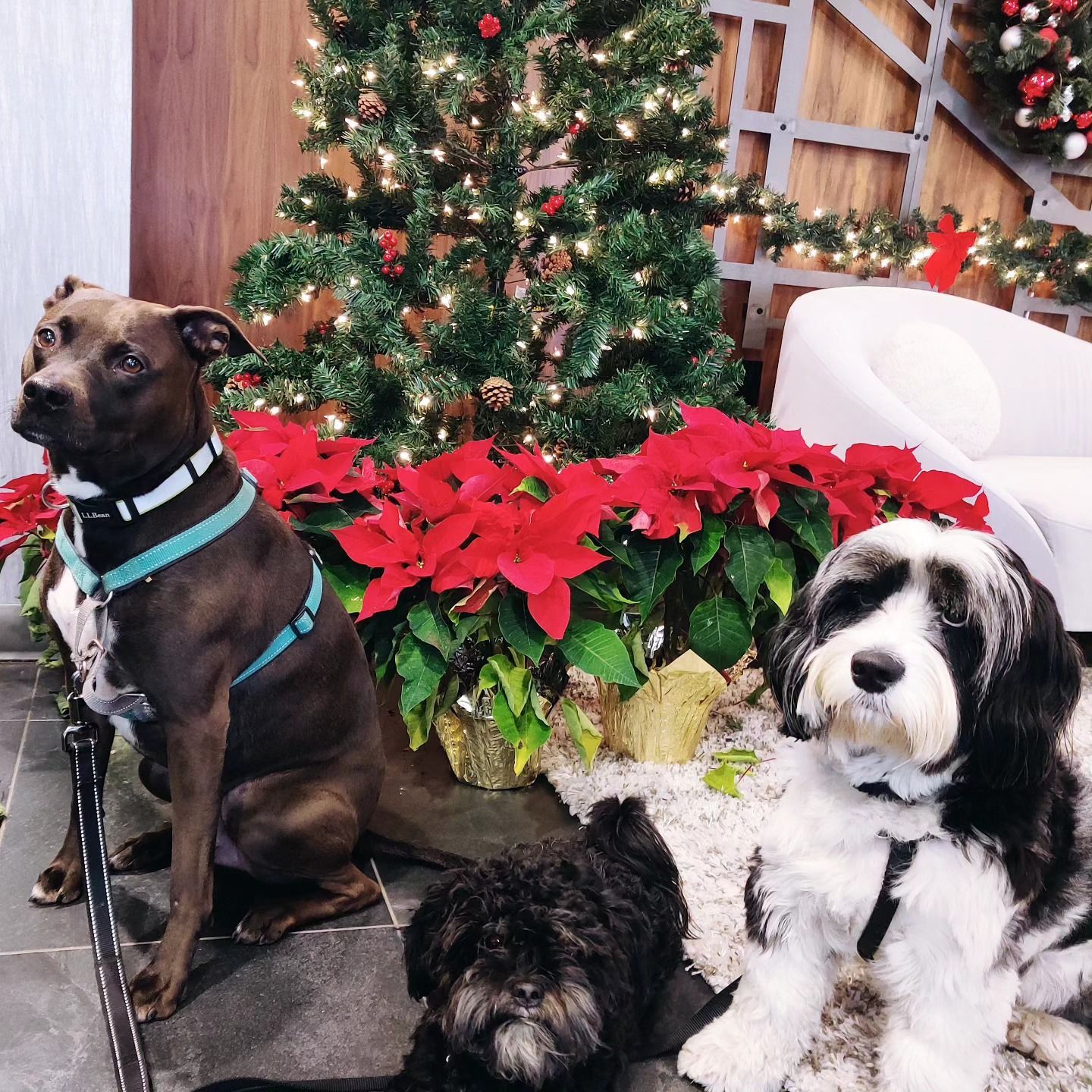 Three dogs pose near a Christmas tree with red poinsettias. One dog is brown, one is black, and one is black and white.