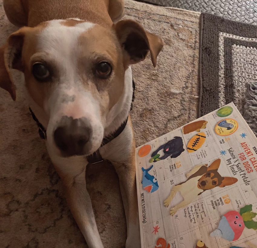Dog with brown and white fur, looking at the camera, next to a dog advent calendar.