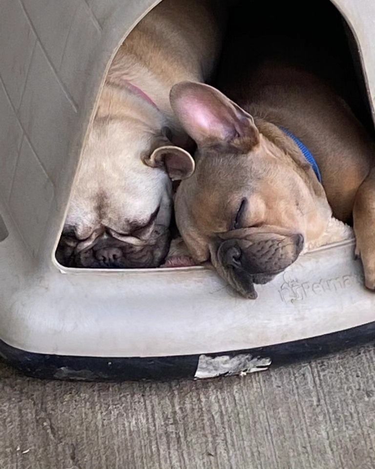 Two tan French Bulldogs asleep in a dog house, heads touching.