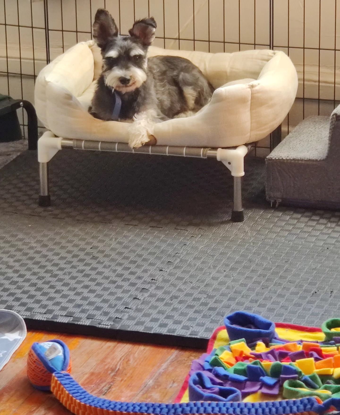 Miniature schnauzer dog resting on a beige elevated dog bed; colorful toy mat in the foreground.