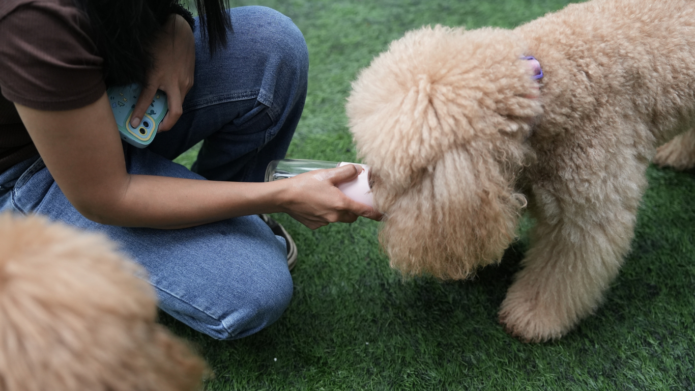 Person kneeling, offering a small treat to a fluffy, beige dog on a green surface.