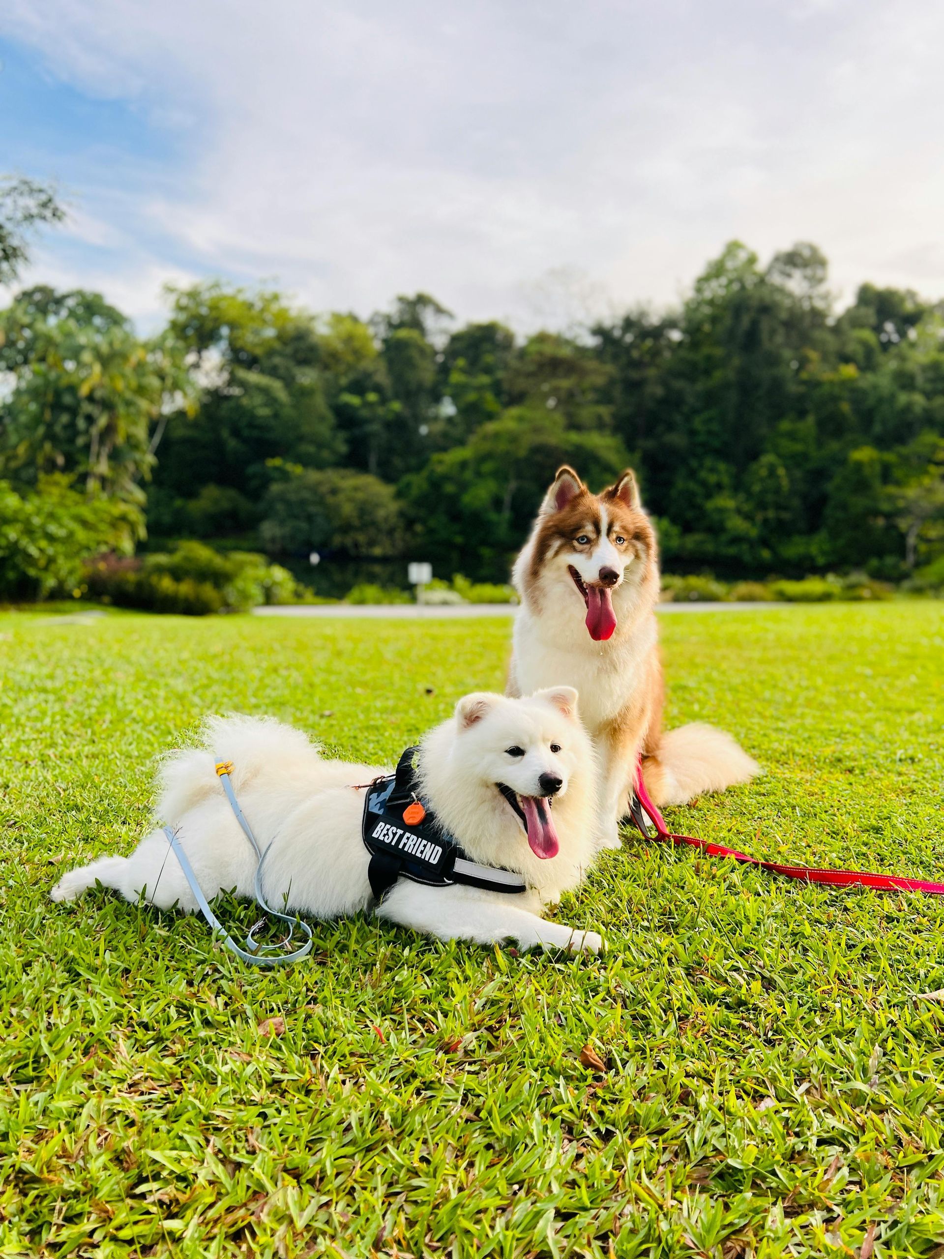 Two dogs on a grassy field, one white and one brown, both wearing harnesses and leashes.