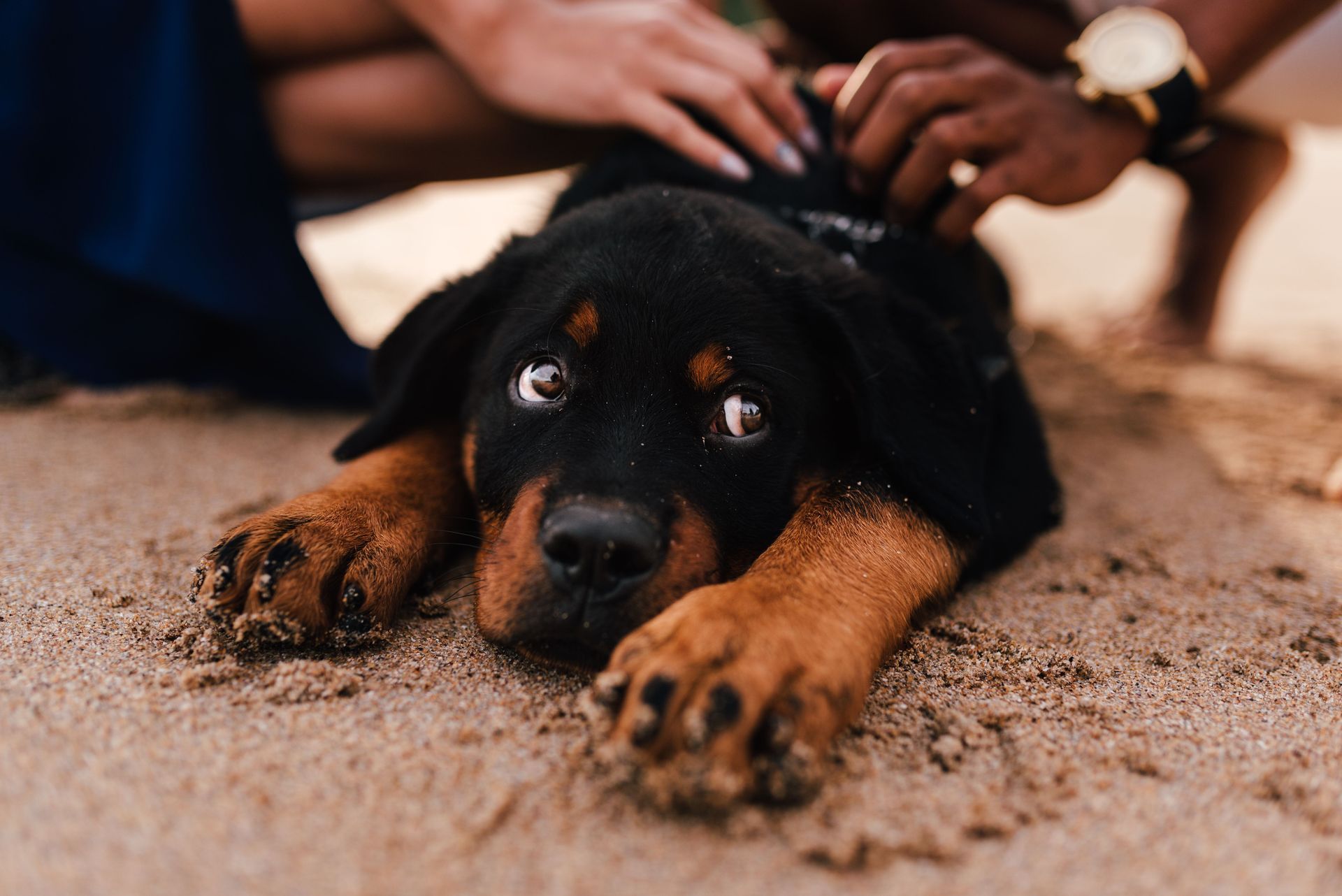 Black-and-tan puppy lying on carpet while a person gently pets its head and back