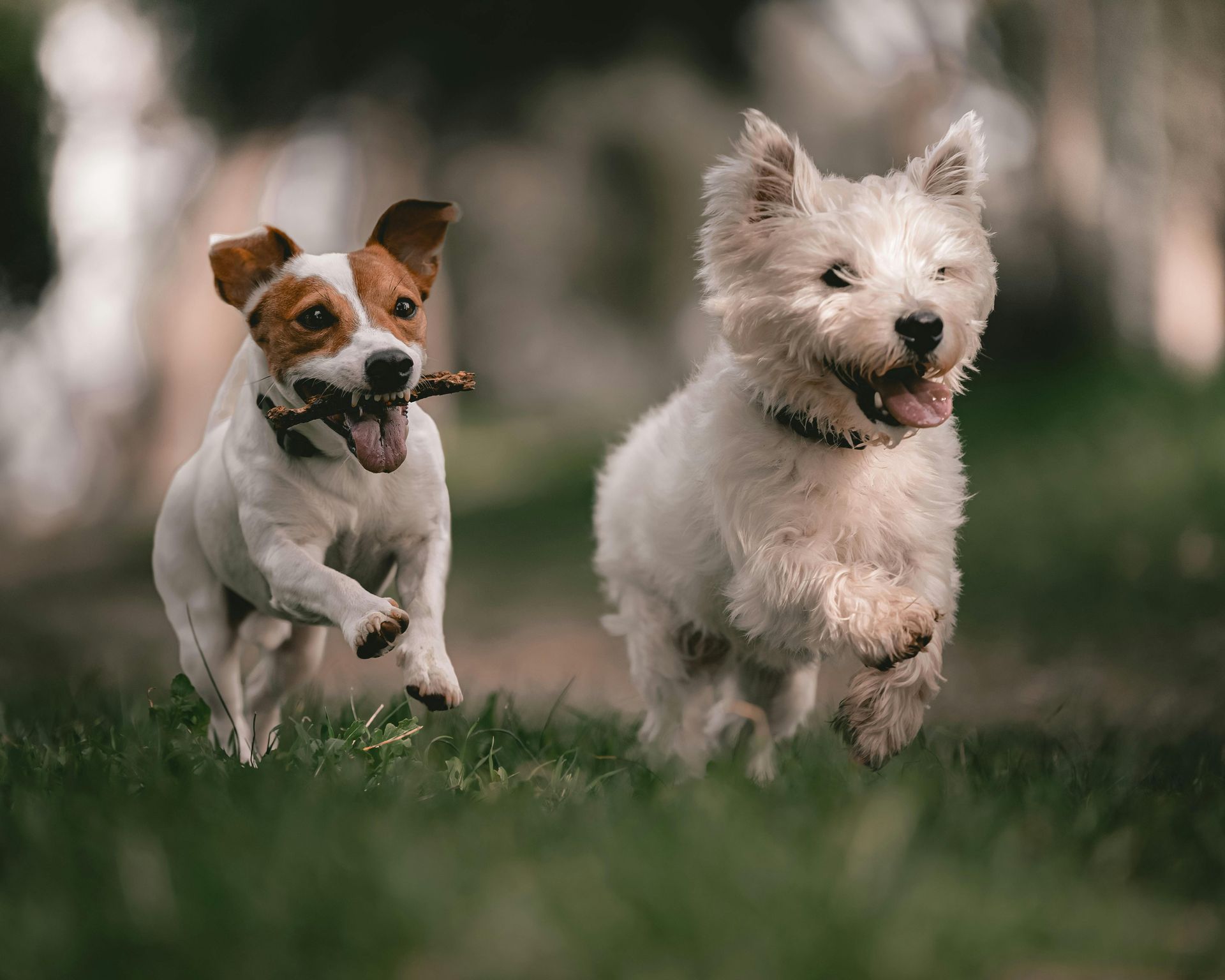 Two small dogs, one white and one brown-and-white, running through grass outdoors.