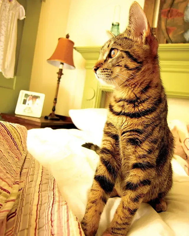 A cat is sitting on a bed next to a lamp