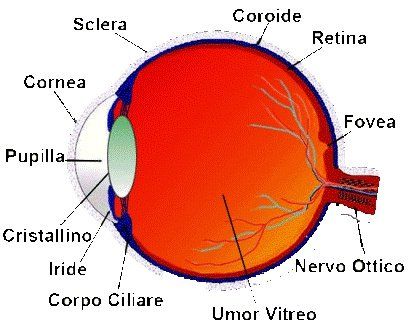Immagine descrittiva dell'occhio umano