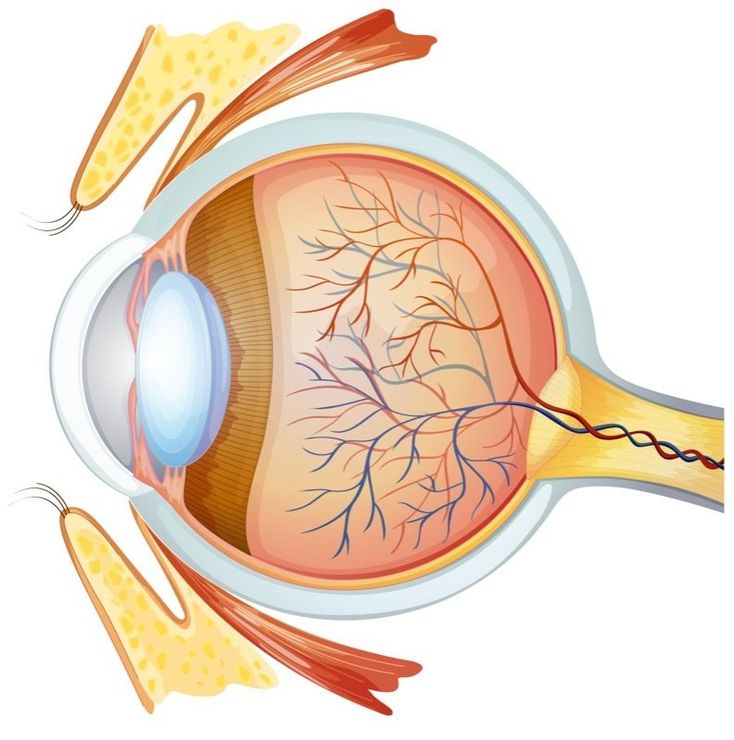 Rappresentazione scientifica dell'occhio umano