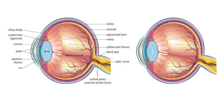 Caratteristiche del bulbo oculare