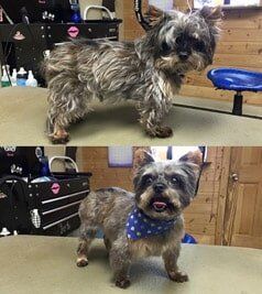 Before and after grooming of a small dog with blue scarf — Grooming in Monument, CO
