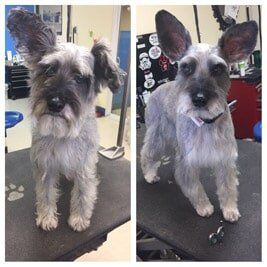 Before and after grooming of gray dog with huge ears — Grooming in Monument, CO