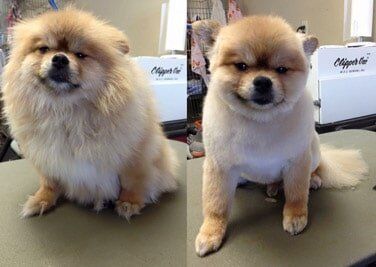 Before and after grooming of a brown dog — Grooming in Monument, CO