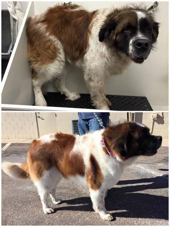 Before and after grooming of a white-brown dog — Grooming in Monument, CO