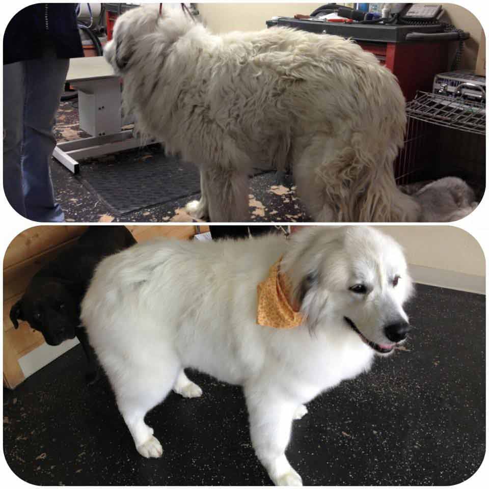 Before and after grooming of a white dog — Grooming in Monument, CO