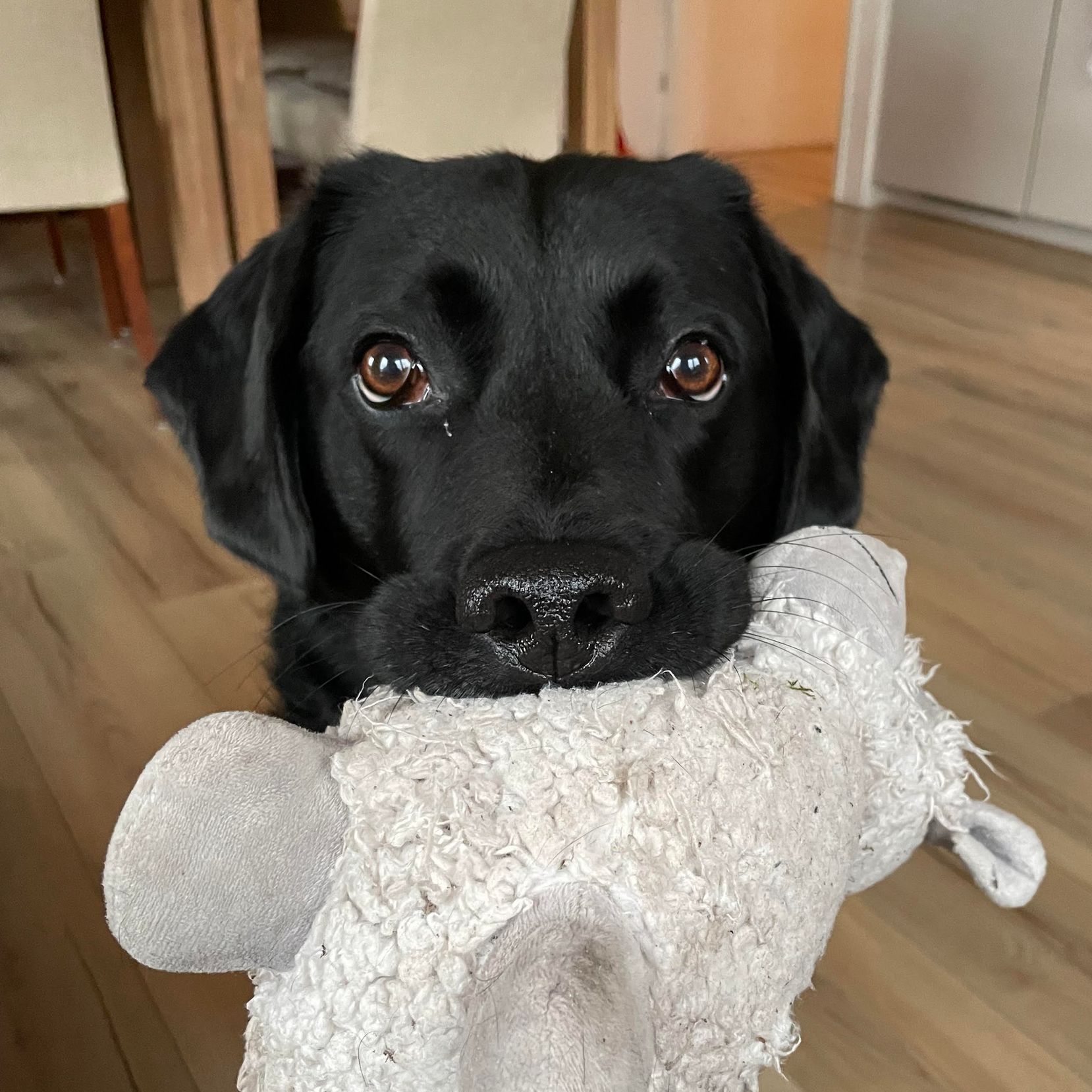Zwarte hond kijkt naar de camera terwijl hij een wit pluche speeltje vasthoudt.