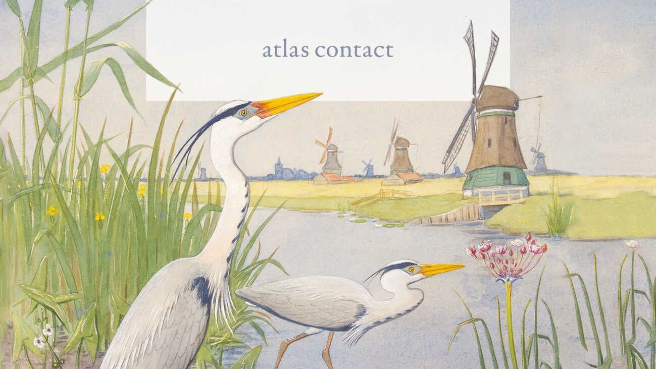 Witte reigers bij een moeras met riet, een windmolen en een dorpje in de verte onder een bleke hemel.