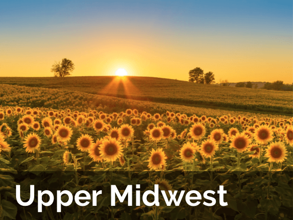 Midwest Field of Sunflowers at Sunset