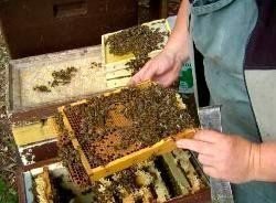 Besichtigung Honigwarben