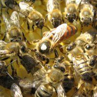 Schöne Bienenköniginn