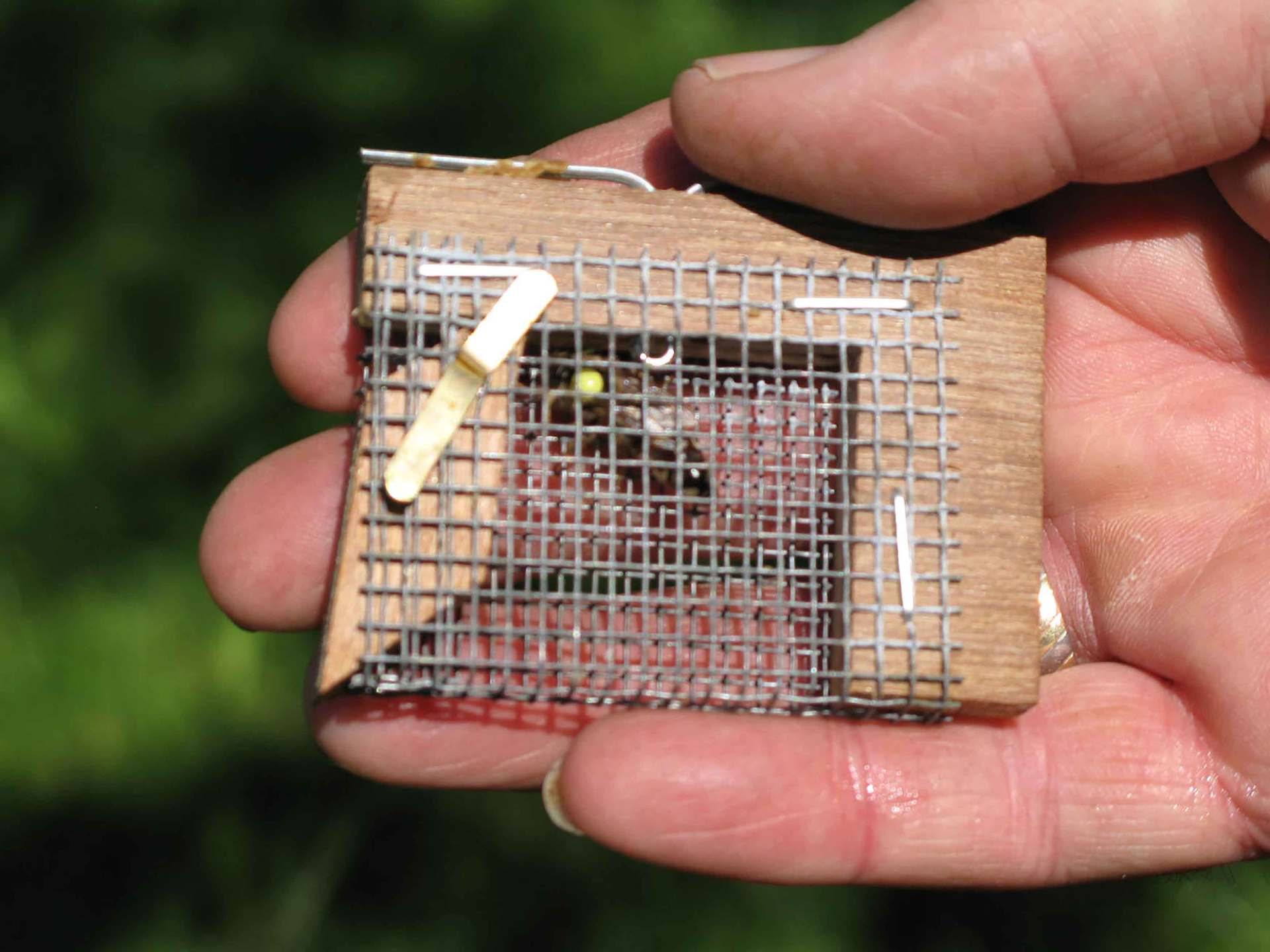 Lehrgang Bienenkönigin fangen