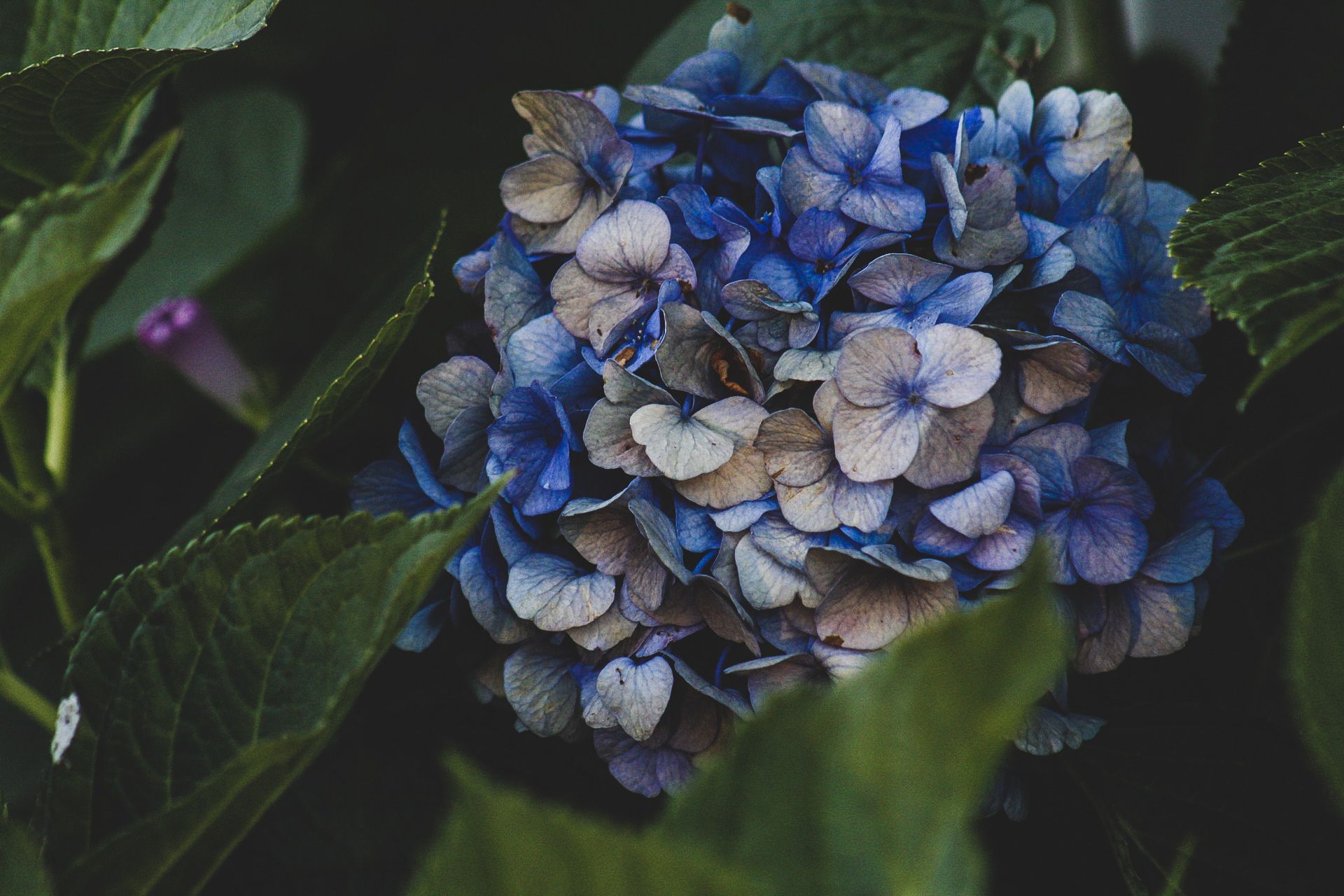 A close up of a blue hydrangea flower surrounded by green leaves.