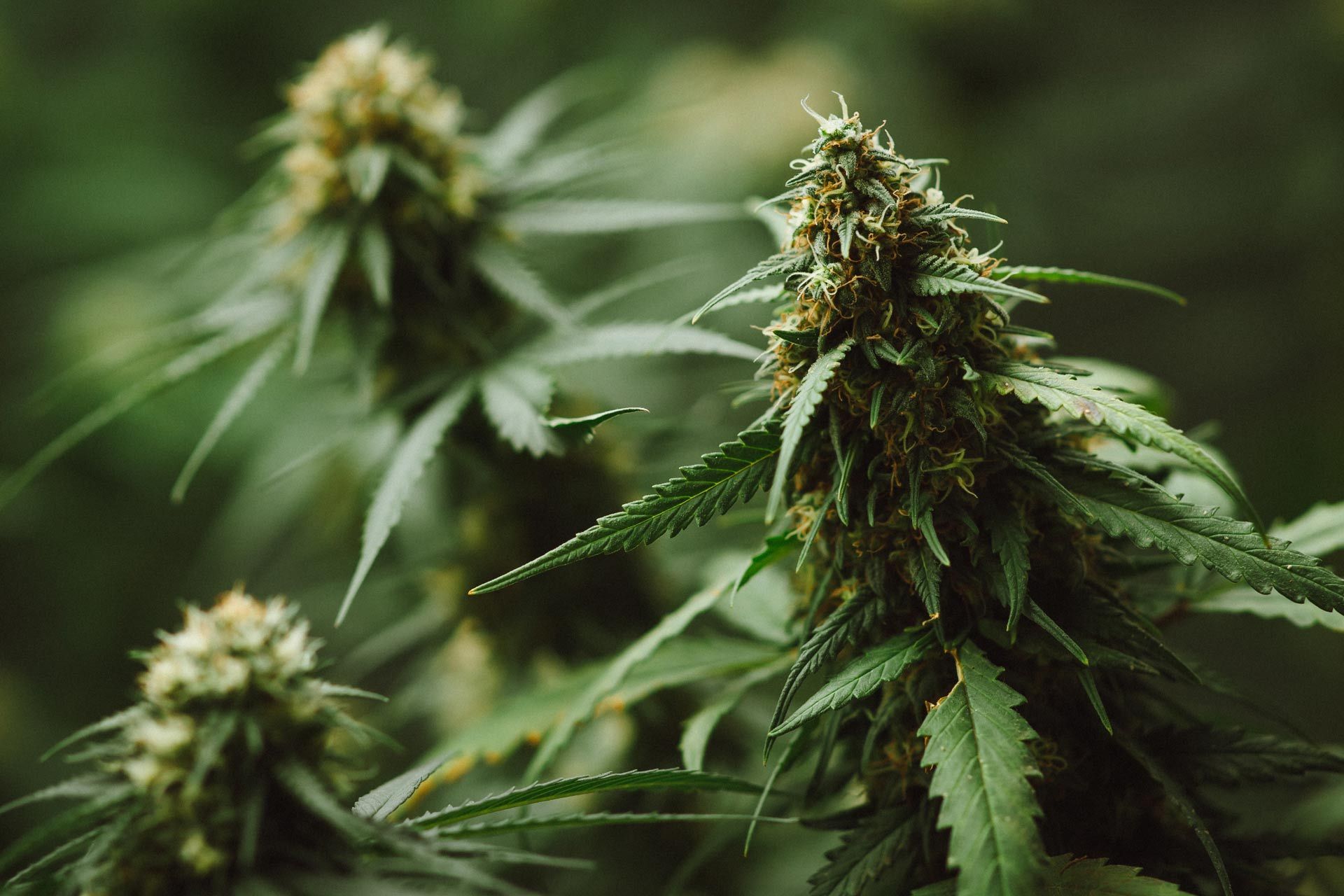 Cannabis plant with green leaves and buds, in a blurry, green-toned setting.