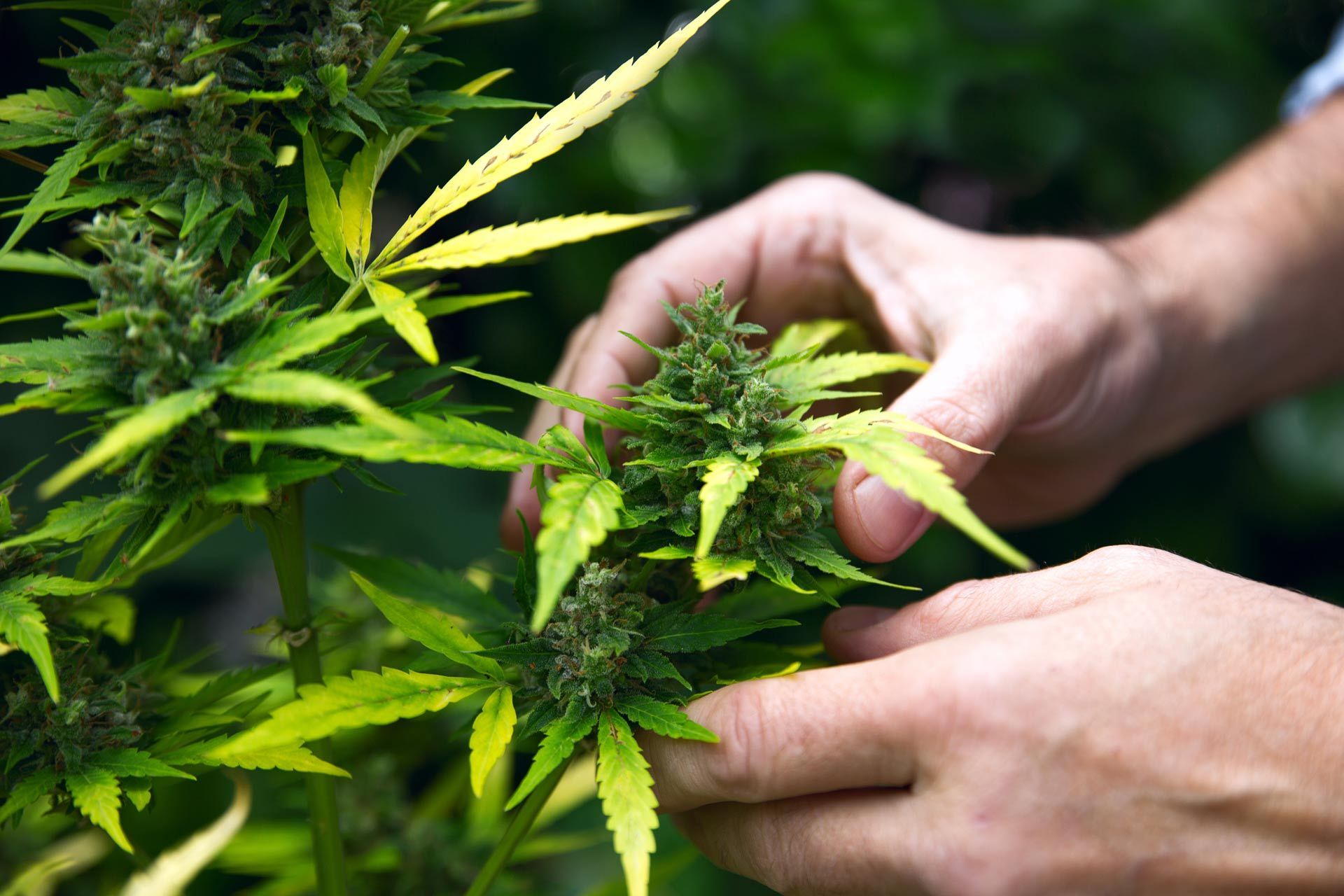 Hands examining a cannabis plant with green leaves and buds.
