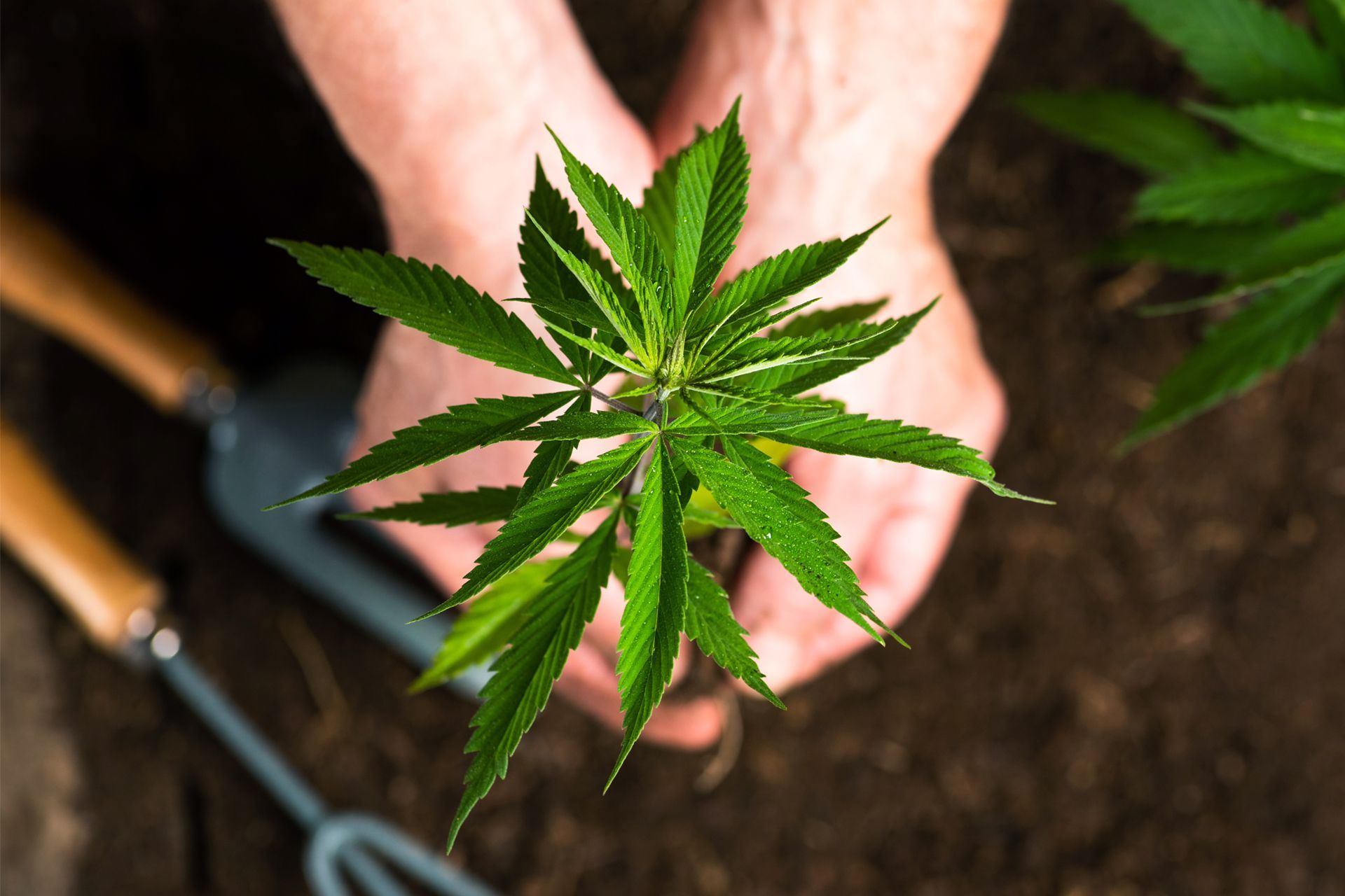 Hands holding a young cannabis plant, set in brown soil with gardening tools nearby.