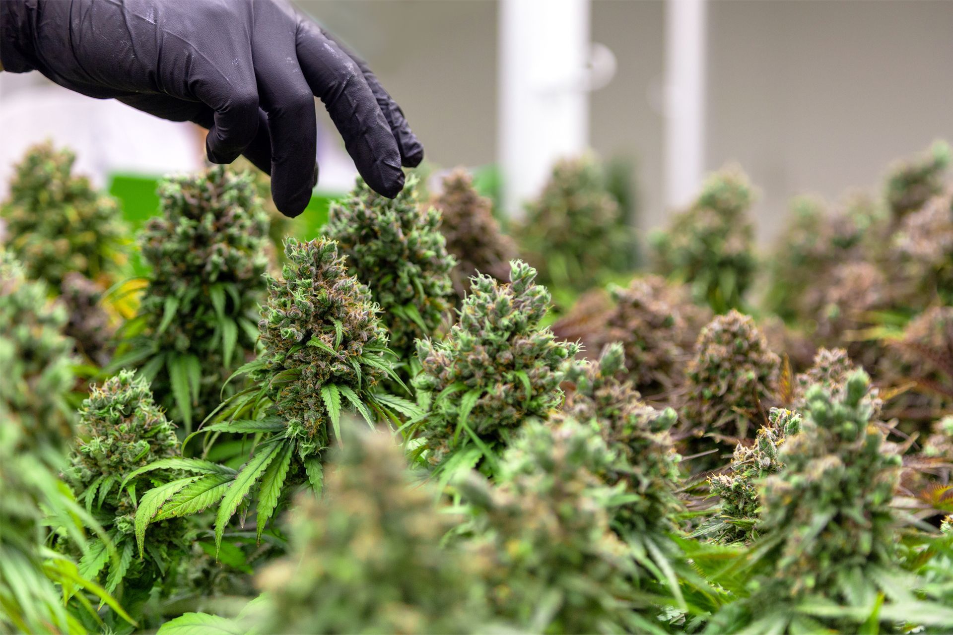 Gloved hand examines cannabis buds, indoors.