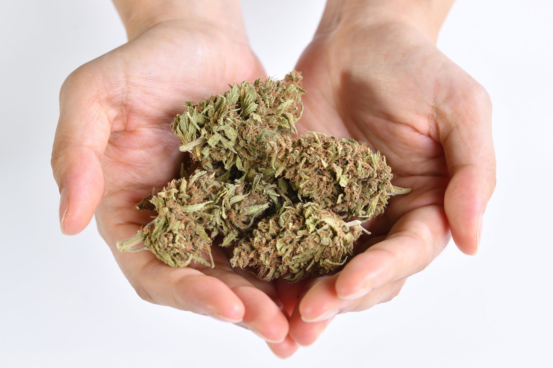 Hands holding a pile of dried cannabis buds.