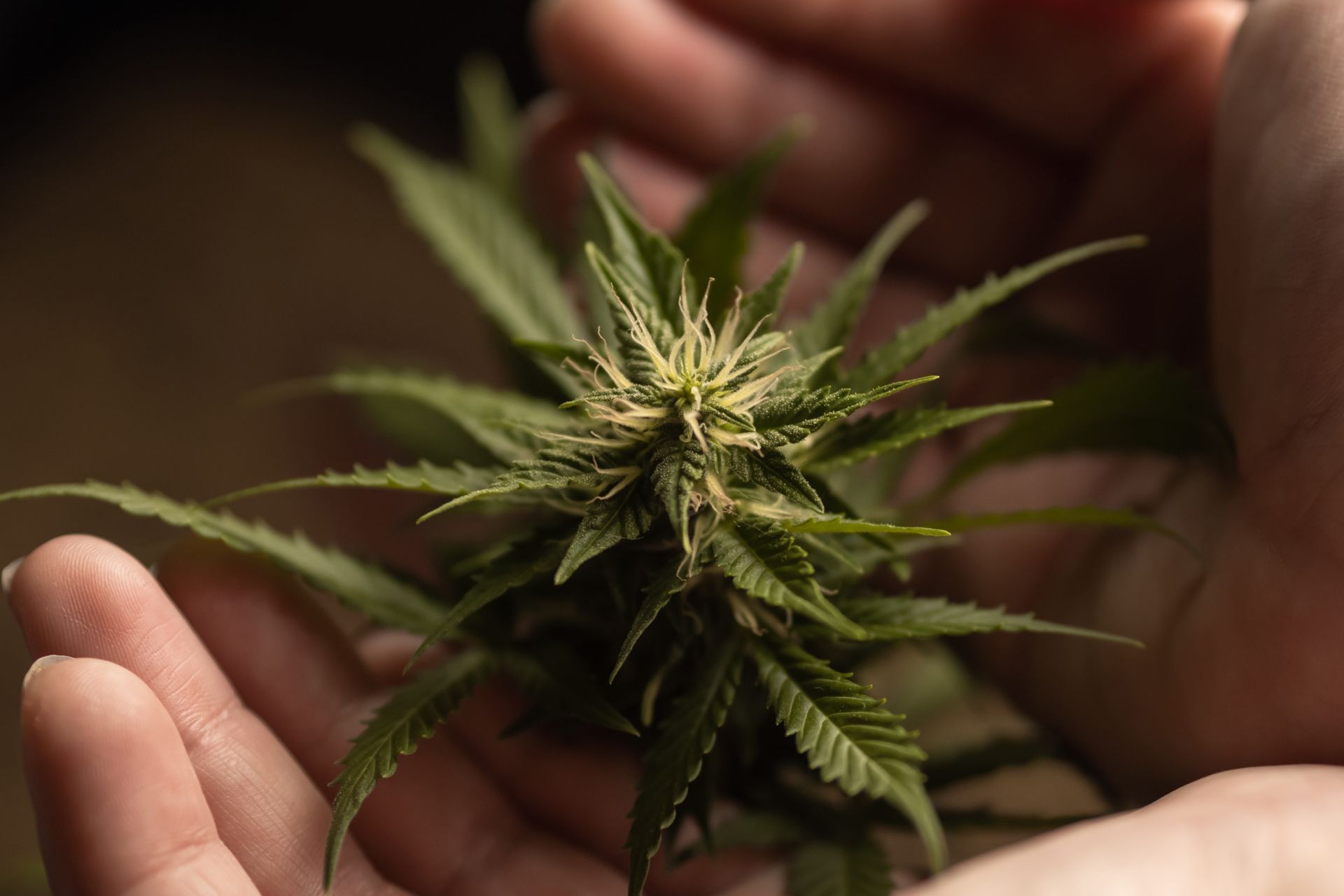 Hands cupping a cannabis bud with green leaves and white hairs.