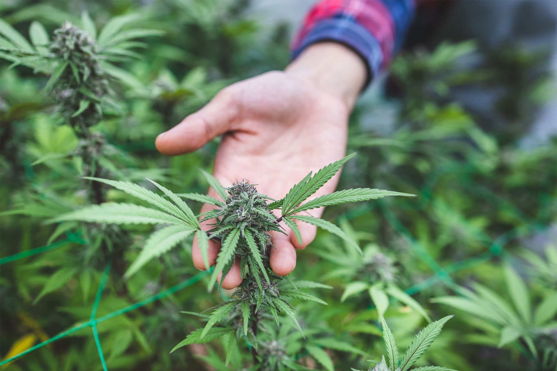 Person's hand touching a cannabis plant in a greenhouse, with green leaves and purple buds.