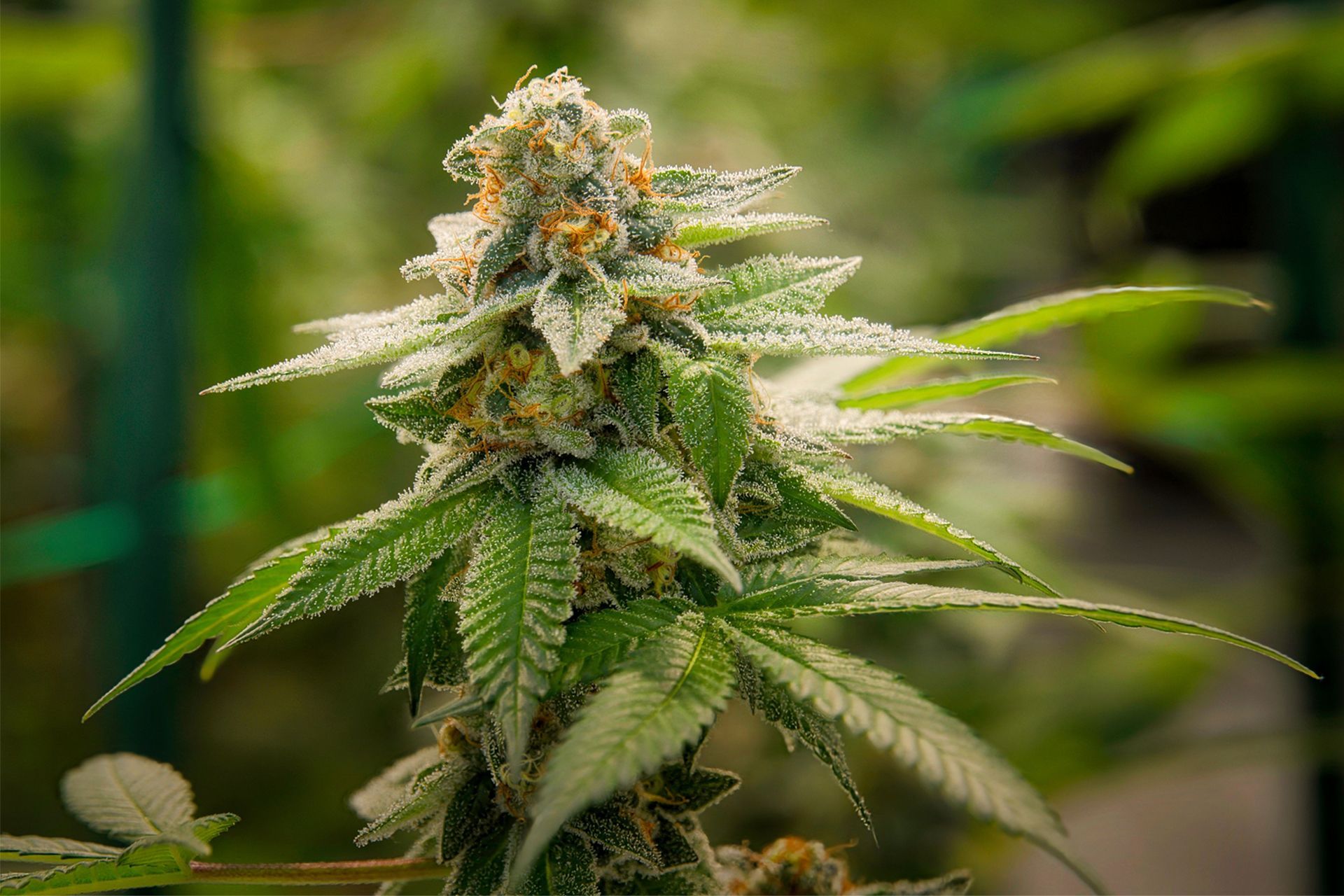 Close-up of a cannabis bud, covered in crystals and surrounded by green leaves, indoors.