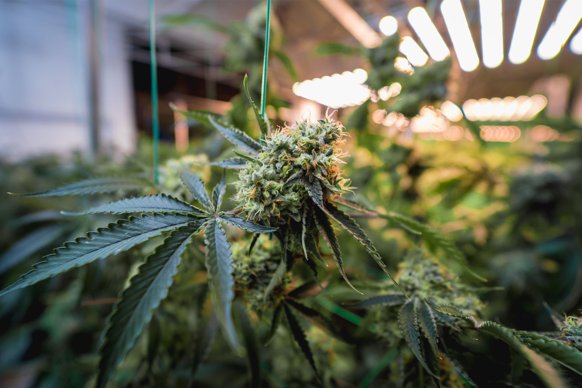 Cannabis plant with green leaves and buds growing in an indoor setting under bright lights.