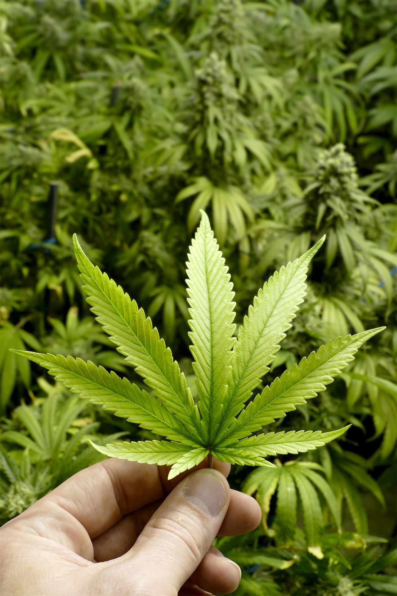 Hand holding a cannabis leaf with green plants in the background.