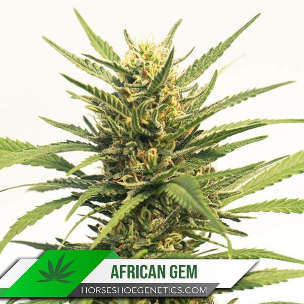 Horseshoe Genetics African Gem photoperiod seed.