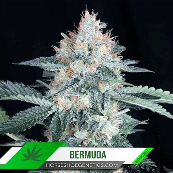 Horseshoe Genetics Bermuda autoflower seed.
