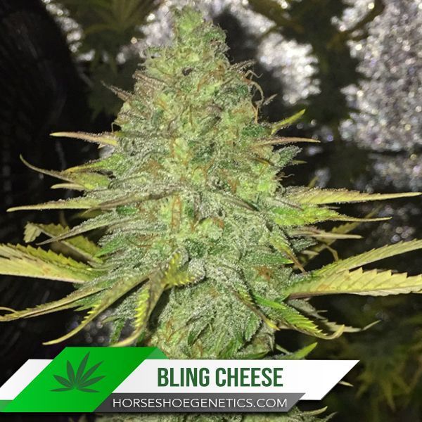Horseshoe Genetics Bling Cheese photoperiod seed.