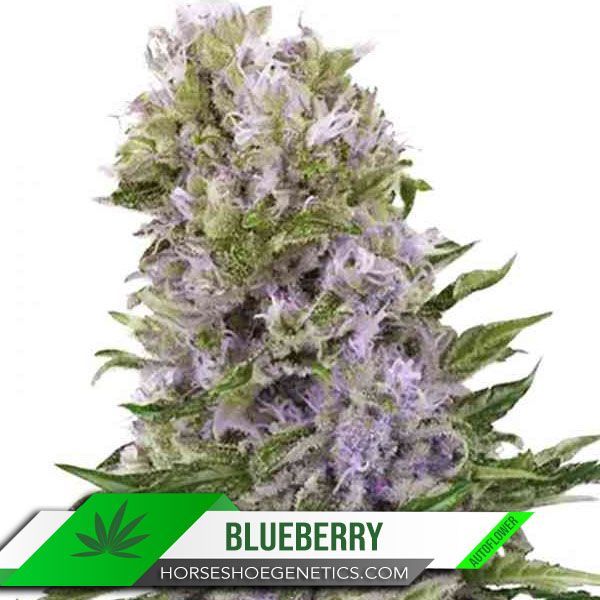 Horseshoe Genetics Blueberry autoflower seed.