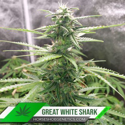 Horseshoe Genetics Great White Shark autoflower seed.