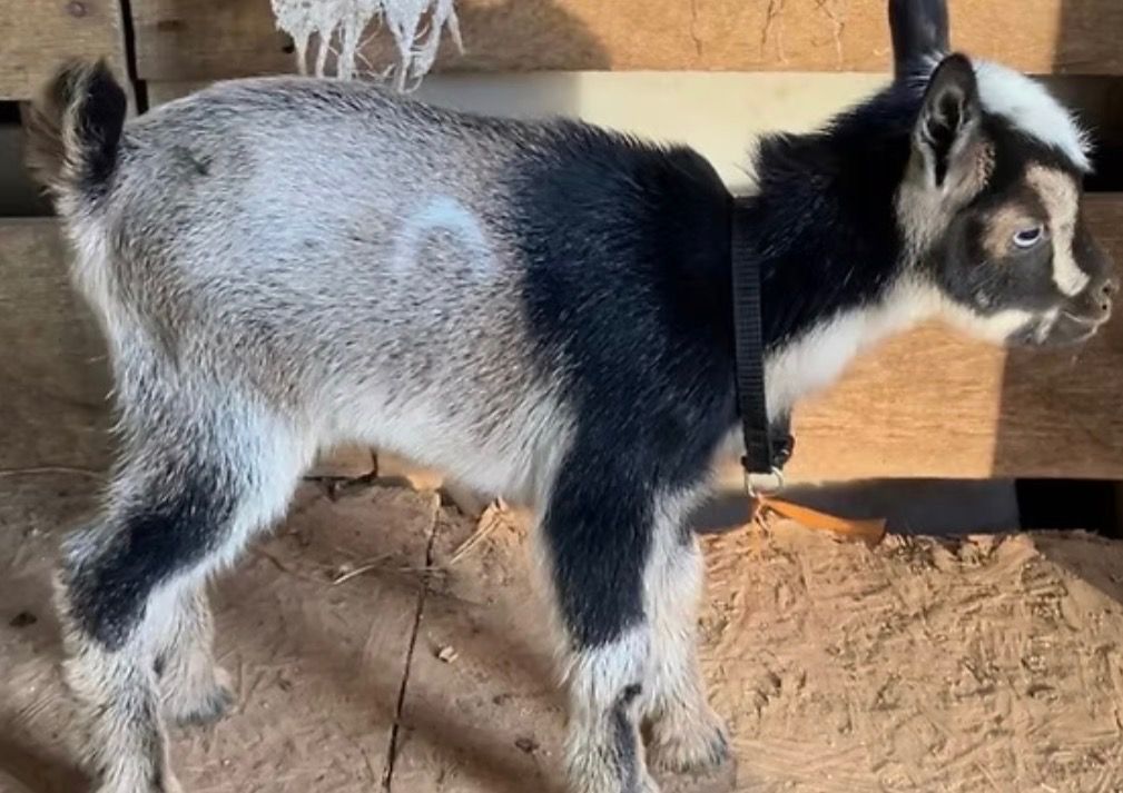 Young black-and-white goat standing in a pen on dirt, wearing a black collar