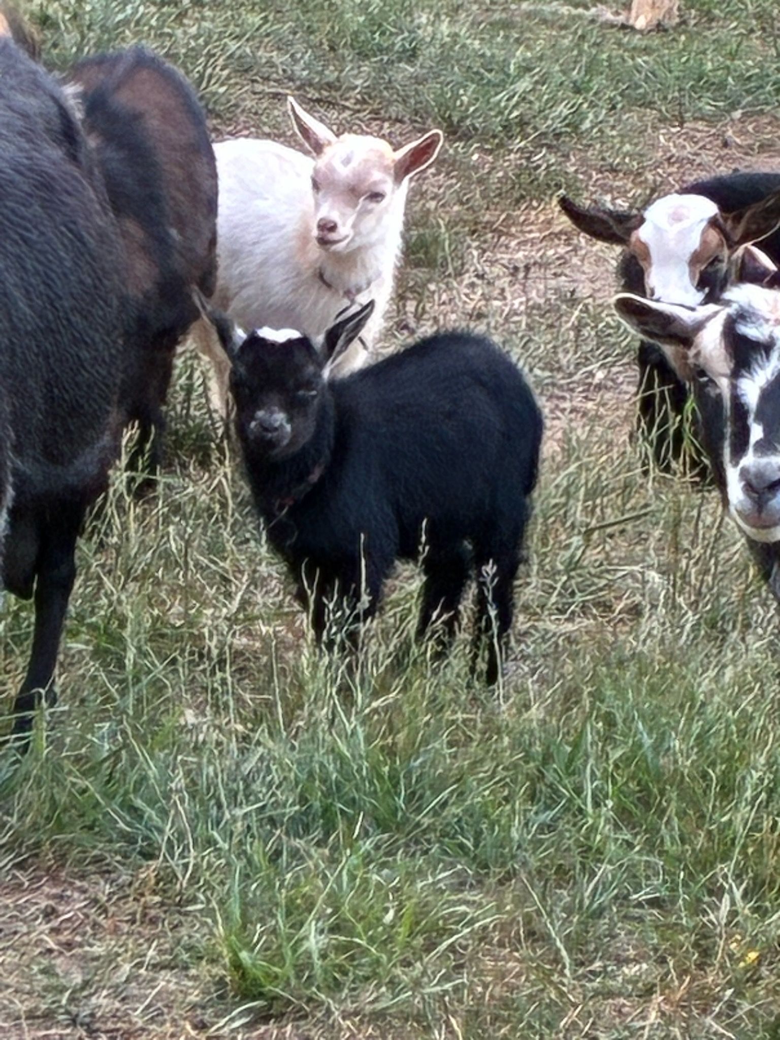Goats grazing in a grassy field, including black, white, and brown kids and adults.